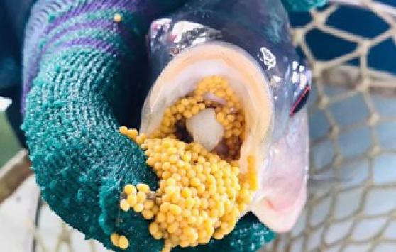 Innovation in Genetics